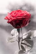 Close-up of the beautiful, red and pink rose flower with leaves, on the black and white landscape with plants