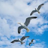 Beautiful Seagull Birds at flight