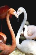 Flamingo Heart Birds