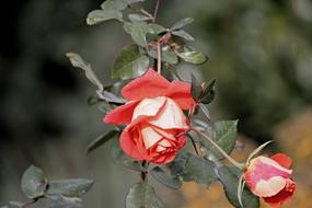 flowering bushes with roses on a blurred background