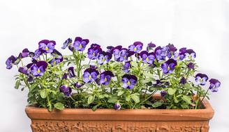 Close-up of the beautiful, violet pansies with green leaves, in the patterned pot
