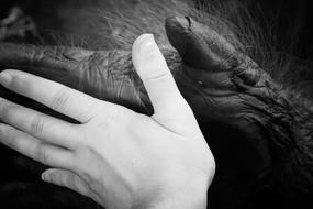 Ape and Human Hands