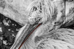 Pelikan Bird Water in zoo