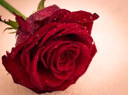 wet red Rose Flower Love