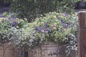 Rustic Flowers Spring