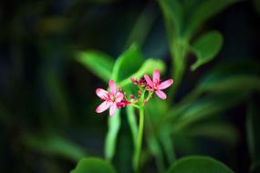 pink Flowers at garden Nature