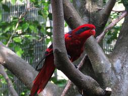 Beautiful Parrot Bird Macaw