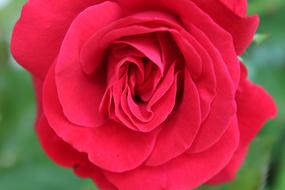 red rose close up on blurred background