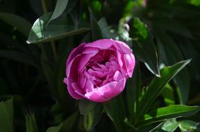 Pink Flower Peony Greens leaf
