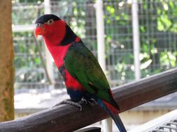 green-red parrot in a cage on a blurred background