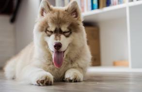 happy dog in the room