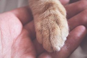 paw in hand close-up in blurred background