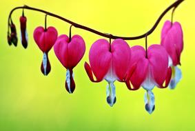 Bleeding Heart Flowers Spring