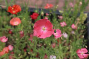 poppies on a blurred nature background