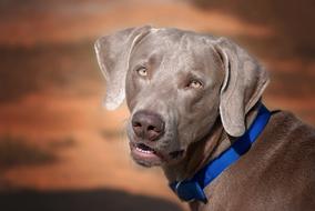 portrait of brown weimaraner on blurred background