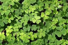 Clover Green close-up