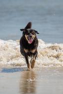 Dog Beach Happy play