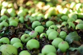 Sad Apples In The Fall