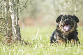 Cute, colorful and beautiful, fluffy dog laying in the green grass, among the plants on the field