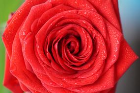 red rose with dew drops close up
