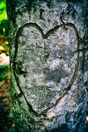 Heart Love Affection on wood