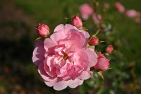 bush with pink roses in the garden in a blurred background