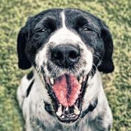 portrait of a dog with a happy face