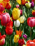 tulips of different flowers on a flower bed in the park