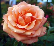 Close-up of the beautiful, blooming, orange, gradient rose flower with green leaves