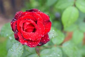 wet Rose Flower Petal