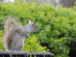 Squirrel Cute Animal