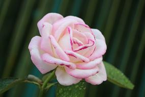blooming pink rose close up