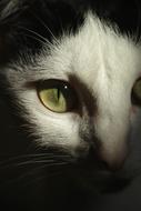 portrait of a black and white cat