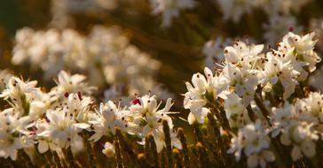 Bloom White