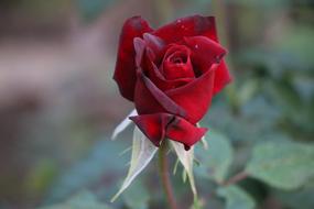 Close-up of the beautiful, red rose flower on the stem with green leaves