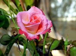 pink rose in the garden on blurred background in spring