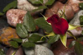 Red Rose Flower over pebbles