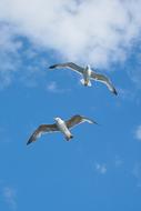 two seagulls, blue sky