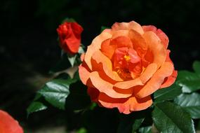 Close-up of the beautiful, blossoming, orange and red rose flowers with the shiny, green leaves, in light