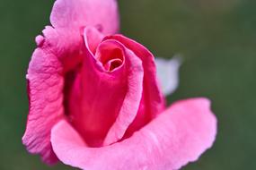 pink rose on blurred green background