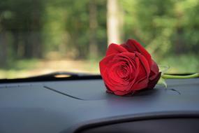 Close-up of the beautiful, red rose flower with the stem, on the car dashboard