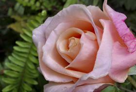 Flower Rose Petals in garden