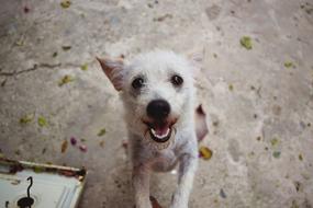 Portrait of the cute and beautiful, fluffy, white puppy dog, outdoors