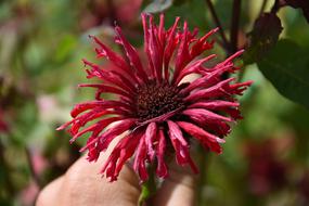 Red Flower in the garden in a blurred background