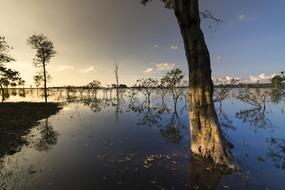 trees are reflected in calm water