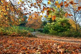 Autumn Season Nature