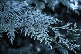 Beautiful, green Christmas fir tree in frost, in light