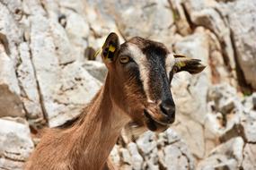 Goat Funny Mammal