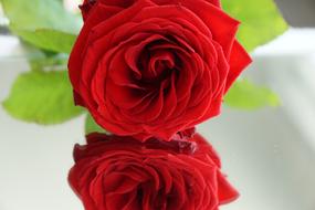 two red roses in a blurred background