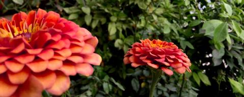 Close-up of the beautiful, orange, red and yellow flowers with green leaves